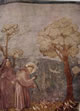 13 Giotto - La predica agli uccelli