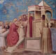19 Giotto - La presentazione di Maria al Tempio