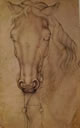 13 Pisanello - Testa di cavallo