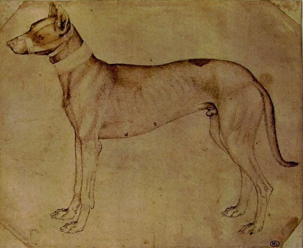 Pisanello: Cane da caccia