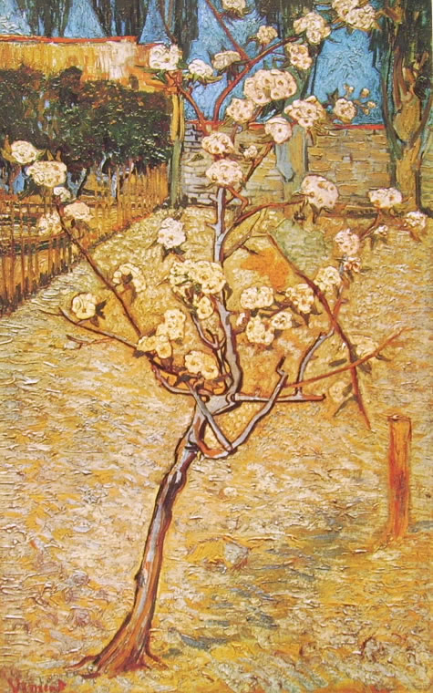 Vincent van Gogh: Pero in fiore