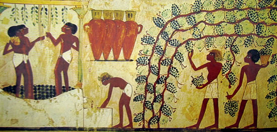 Vendemmia, Pigiatura dell'uva, e riempimento dei contenitori di vino, XVIII dinastia, Tomba di Nakht, Tebe